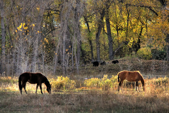 Horses Bears