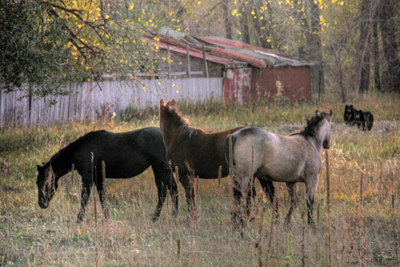 Horses Bears